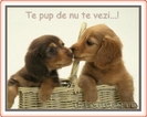 te_pup_de_nu_te_vezi_4655