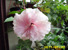 Picture 003