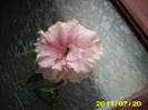 Picture 002