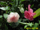 Picture 009