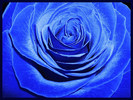 trandafir albastru 10