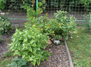 Noptiute (mirabilis jalapa)