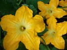 flori de dovleac