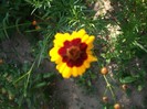 imaginile mele 020