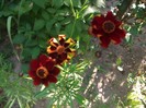 imaginile mele 021