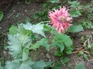 maci de gradina