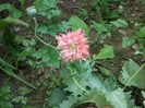 maci de gradina