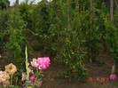 Picture 2164