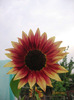 floarea soarelui ornamentala