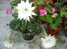 Echinopsis subdenudata