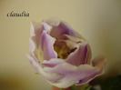 DSC03251