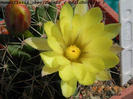 Mammillaria uberiformis ( Dolichotelle )