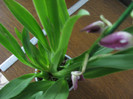 012 miltonia 22-07-2011
