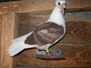 pescarus