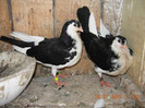 galateni