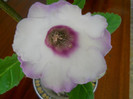 gloxinie Florentina37
