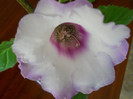 gloxinie Florentina37