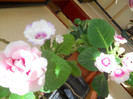 gloxinii