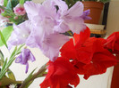 gladiole