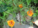 Portulaca