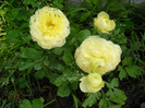 Ranunculus