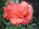 Rose Artistry (2011, July 19)