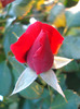 Rose Blaze Superior (2011, July 19)