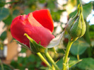 Rose Blaze Superior (2011, July 19)