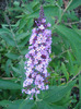 buddleja Nanho Purple 19jul2011