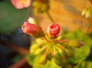 Geranium Deep Salmon (2011, Jul.19)