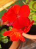 Geranium Upright Red (2011, July 19)