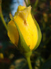 Rose Golden Showers (2011, July 19)