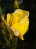 Rose Golden Showers (2011, July 19)