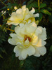 Rose Golden Showers (2011, July 19)