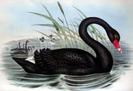images_005