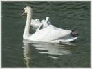 images_019