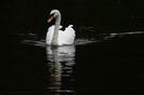 images_055