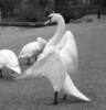 images_060