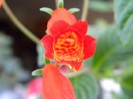 Gloxinia Bolivian Sunset