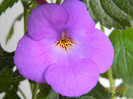 New Fantasy 22-07-2011