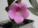 Pink Panther 22-07-2011
