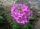 Phlox