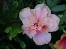 DSC07224