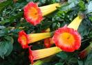 brugmansia_sanguinea