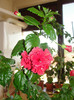 hibi dianthoides