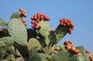 opuntia_ficus_indica