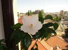 hibi san remo