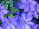 clematis