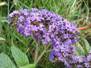 Heliotropium arborescens (2011, July 19)