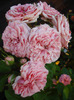 Rose Pleasure (2011, July 19)